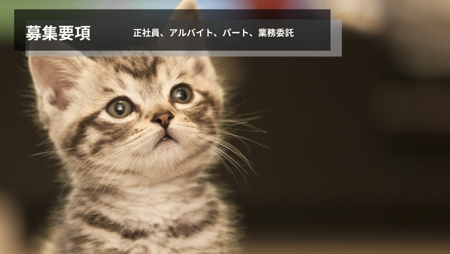 ねこの手職員、スタッフ募集、ケアマネ、看護師、介護福祉士、他